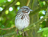 Sparrow (ID?) Songbird Photograph Vancouver Canada 