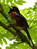 Spotted Toehee Songbird Photo Reifel Bird Sanctuary