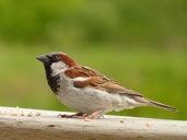 Male House Sparrow Songbird Desktop Photo Delta BC Canada 