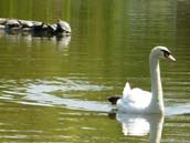 Trumpeter Swan Photograph with Turtles Stanley Park BC Canada Waterfowl Wildlife Photo