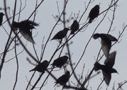 Starlings in Silhouette Birds in Flight Photograph