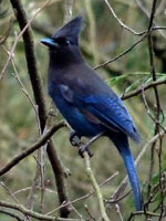 Stellar Jay Photograph Stanley Park Vancouver Canada