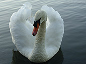 Mute Swan Photograph Waterfowl Wildlife Photo Stanley Park Vancouver BC Canada Swan Photo