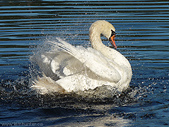 White Swan Dance Mute Swan (bathing) Photograph Stanley Park Vancouver