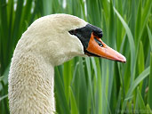 Mute Swan Nesting Free Swan Desktop Photo Vancouver BC 