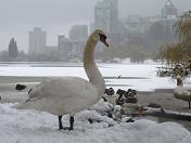 Mute Swan in Winter Lost Lagoon Vancouver 