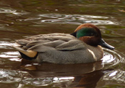 Teal Duck Photo Waterfowl Photographs Vancouver Canada 