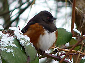 Tohee Songbirds in Winter Photo Stanley Park Vancouver BC 