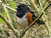 Towhee Songbird Photograph Vancouver Canada 