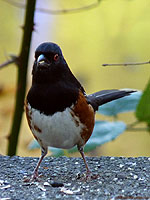 Tohee Songbirds in Winter Photo Stanley Park Vancouver BC 