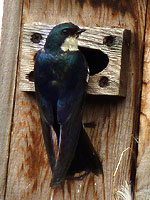 Tree Swallow Photograph Nature House Stanley Park 