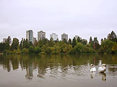 Lost Lagoon Vancouver BC Canada Waterfowl Photo