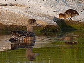 Waterfowl Ducks w. Ducklings Photo Churchill MB