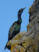 Cormorant Waterfowl Photo Vancouver English Bay