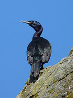 Cormorant Waterfowl Photo Vancouver English Bay