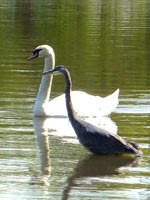 Waterfowl Photo Trumpeter Swan with Great Grey Heron Vancouver BC Stanley Park Wildlife Photo