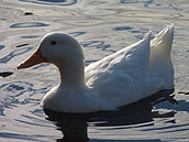 White Duck Photo Lost Lagoon Stanley Park Vancouver 