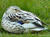 White Mallerd Duck Female Photograph