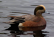 Widgeon Duck Photo Stanley Park Vancouver Canada 