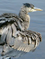 Waterfowl Great Grey Heron Photo Vancouver BC Staley Park Wildlife Photo