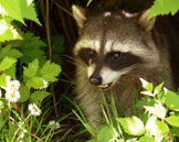 Racoon Photograph Wildlife Photo Stanley Park Canada