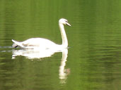 Trumpeter Swan Photograph Stanley Park BC Canada Waterfowl Wildlife Photo