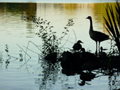 Waterfowl Photograph Canadian Goose w. Mallard Ducks Photo Waterfowl Photo Stanley Park Vancouver BC Lost Lagoon Wildlife