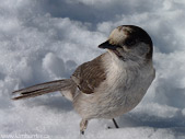 Whiskey Jack Bird Photo Mount Seymour North Vancouver BC 