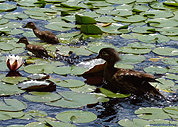 Female Wood Duck Photo Stanley Park Vancouver Canada 