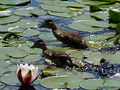 Woodduck Ducklings Photo Stanley Park Vancouver Canada 