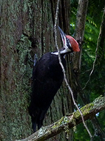 Pileated Woodpecker Photo Port Coquitlam BC Canada 