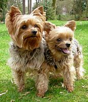 Dog Portrait Photo Yorkie Yorkshire Terrier Photograph Pet Photo Photographer Vancouver BC Kim Hunter