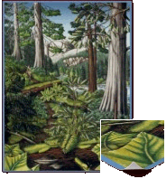 Canadian Landscape Painting Prints & Posters BC Old Growth Conservation Painting Prints by Kim Hunter 