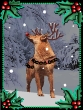 Free Animated Happy Holidays Christmas E-card Singing Dogs Funny Animated Christmas E-card from Photos