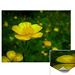 Buttercup Flower Gifts Classic Buttercup Cards Yellow Wildflowers Prints Cards and Yellow Buttercup Gifts and Deoc for Home Office Men & Women Buttercup Flower Gifts