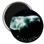 Beluga Whale Canada Magnets Canadian Wildlife Fridge Magnet