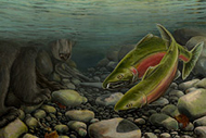 Canadian Wildlife Painting Posters West Coast Nature Painting Art Poster Prints & Bear Painting Gifts Fish Coho Salmon Ecology Conservation Painting Prints Posters, 