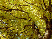 Autumn Alder Tree Landscape Photo Stanley Park Vancouver 