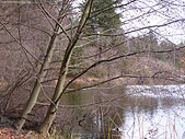Lost Lagoon Cottonwood Landscape Canada Free Desktop 