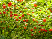 Huckleberries Photograph Vancouver Canada 