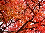 Red Maple Tree Photograph Autumn Trees Photo