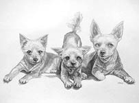 Pet Portrait Sketch Silky Toy Terriers Custom Portrait Drawings from multiple photos 