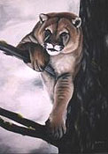 Wildlife Paintings Cougar painting wildlife  painting mountain lion Draped over Tree Oil Painting wildlife painting Canadian Artist Kim Hunter / Indigo Commissioned paintings welcome!