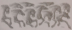 Wildlife Sketches Pencil Sketch Horse Concept drawing for a mural on a bar at Diavlo's restaurant pencil drawing  by contemporary Canadian Artist INDIGO aka Kim Hunter