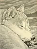Sketched Dog Portrait Shiba Inu Sketch / Drawing Original Custom Pencil Dog Portait, Husky Drawing