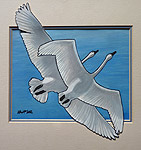 wildlife painting Mated Trumpeter Swans in Flight Original Painting Click on Image for Detail