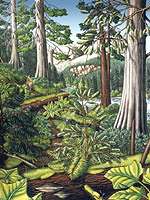 Wildlife Paintings w. landscape painting Stoltman Old Growth Slated for Logging Painting British Columbia Painting   by artist INDIGO / Kim Hunter landscape painting Canadian Artist Kim Hunter / Indigo Commissioned paintings welcome!