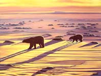 wildlife painting polar bears sunset oil painting, arctic landscape painting, wildlife Original polarbear w cub casting long shadows on the ice flows at dusk, oil painting on bristle board painting by contemporary Canadian Artist Kim Hunter / INDIGO